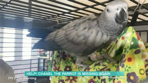 chanel parrot|chanel parrot owner.